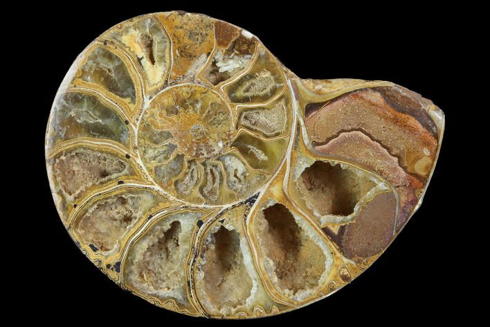 Sliced, Agatized Ammonite Fossil (Half) - Jurassic #100547
